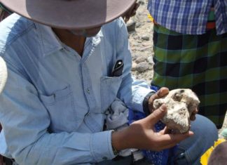 Scientists Put a Face on an Ancient Human Ancestor